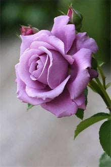Rosa Lavendel Flower Seeds