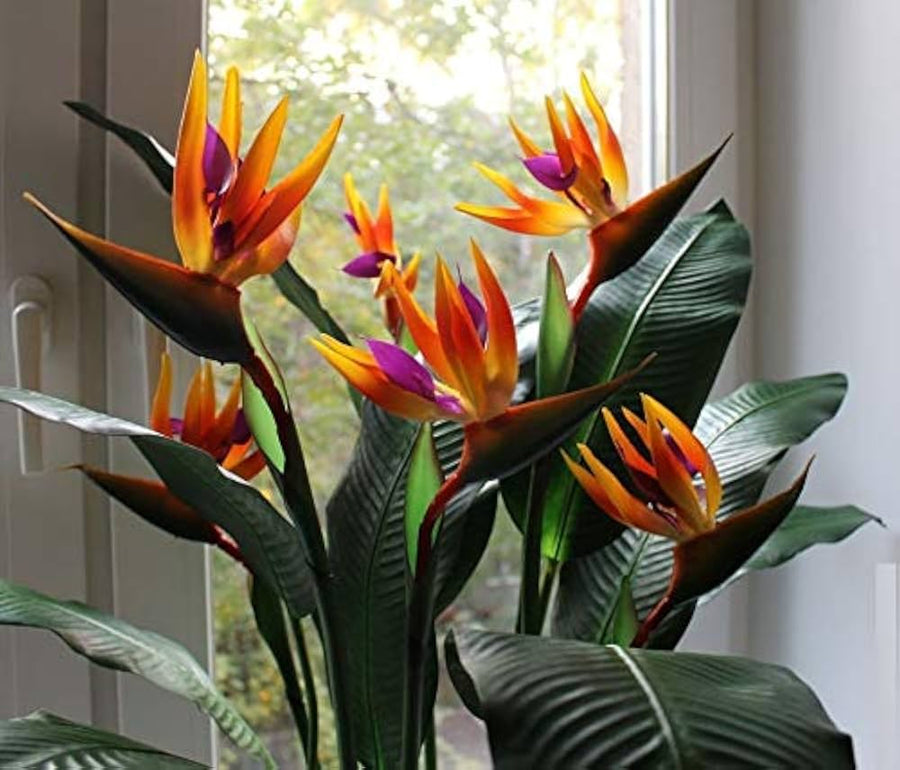 Bird of Paradise Strelitzia reginae flower seeds for planting in tropical home gardens - for planting in home garden