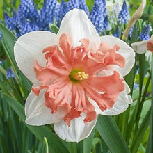 Daffodil Narcissus Pseudonarcissus Double Petal Seeds prized for radiation Spring Blooms