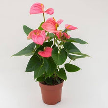 Anthurium Andraeanu Seeds for gardeners building out beds and borders