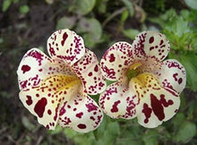 Mimulus Purple Monkey Seeds for growers filling out the Colorful Shade Gardens