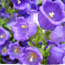 Heirloom Campanula Canterbury Mix Seeds prized for colorful Bell Flowers