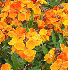 Siberian Wallflower Seeds (Cheiranthus allionii) for a bright addition to the Rock Border Beds