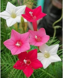 Pink Flower Mix assorted species flower Seeds for seasonal color across the home garden and decorative borders