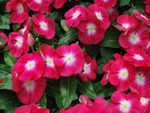 Rose Halo Periwinkle Seeds for gardeners building out beds and borders