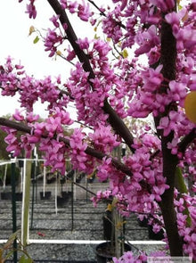 Eastern Redbud Tree Seeds (Canadensis native) for a lasting addition to the Cercis garden flowering tree row