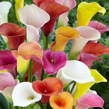Calla Lilly Seeds (Zantedeschia spp.) for a lasting display in the Flower Bed
