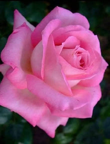 Claire Elizabeth Rose Seeds for seasonal color across the romantic borders and beds