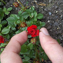 Exotic Miniature Bonsai Rose Seeds for a lasting addition to the landscape