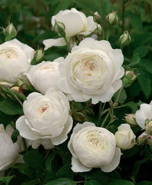 Rose Seeds for a lasting display in the White Garden