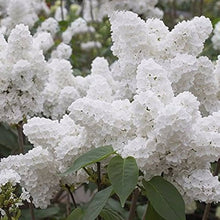 Japanese Lilac Syringa reticulata flowering tree seeds for backyard garden landscapes - for planting in home garden