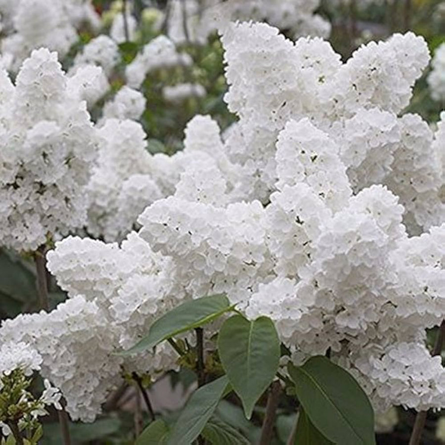 Japanese Lilac Syringa reticulata flowering tree seeds for backyard garden landscapes - for planting in home garden