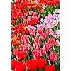 Tulip Seeds (Tulipa gesneriana) for a bright addition to the seasonal beds or home garden