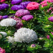 Dwarf Queen Mix Aster Seeds for a lasting display in the flower bed