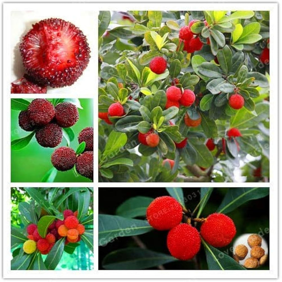 Red bayberry seeds for four-season fruit