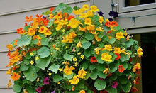 Tall Rollier Mix Nasturtium Seeds for growers filling out the Culinary Gardens