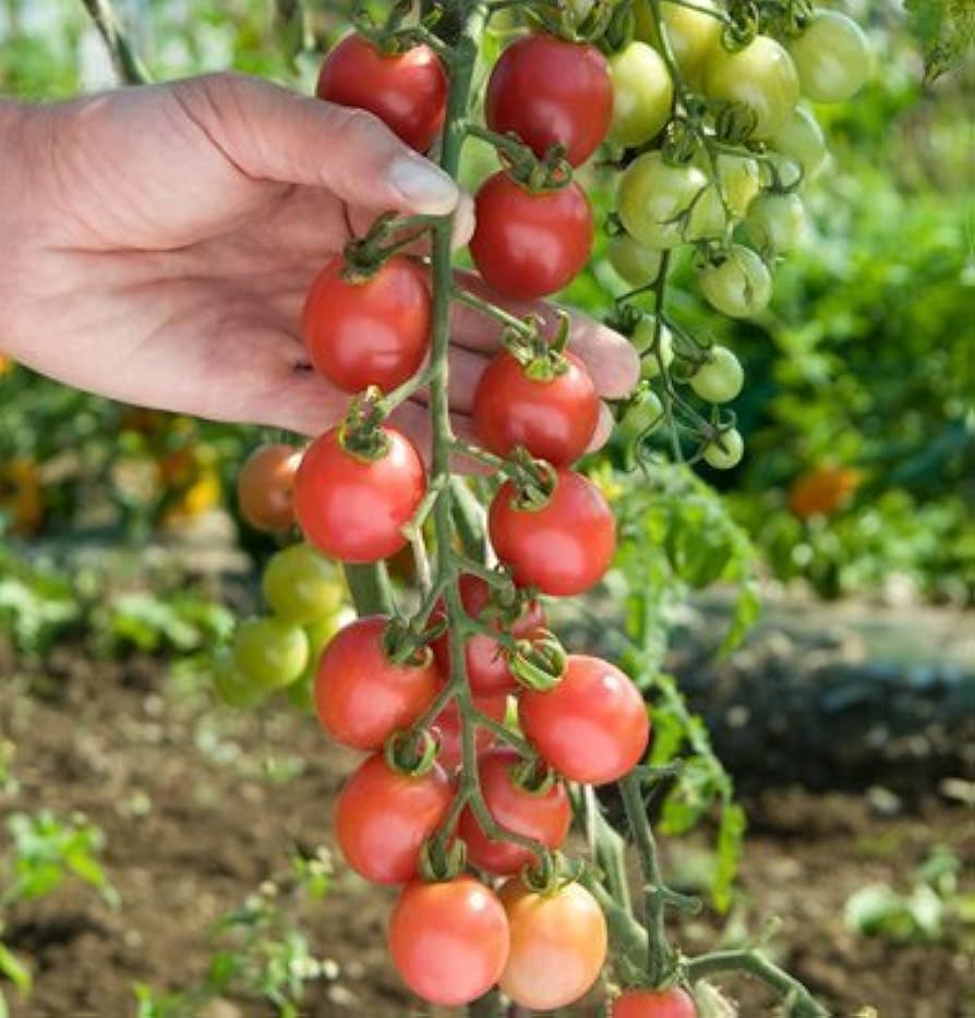 Sunpeach Cherry Tomato Hybrid Seeds for garden planting