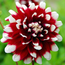 Mixed Dahlia Seeds (Dahlia spp.) for colorful blooms in the Flower Bed