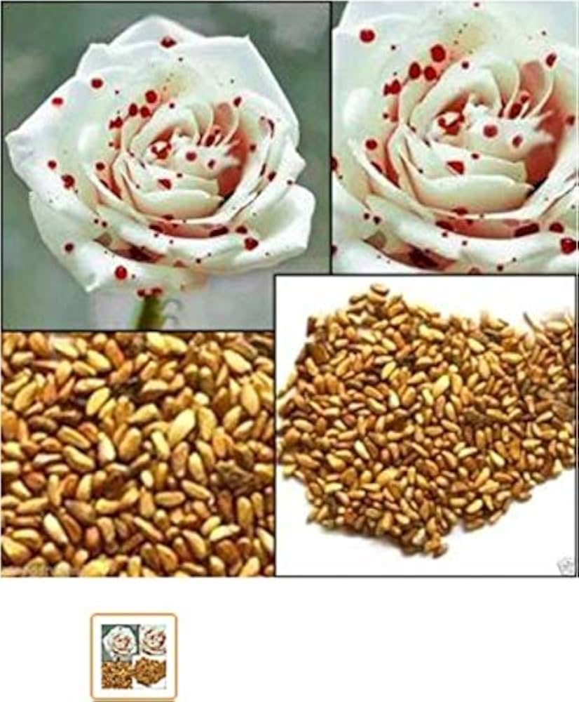 Rose Rosa hybrida White Blood flower seeds for planting in home garden or vertical trellis space - for planting in home garden