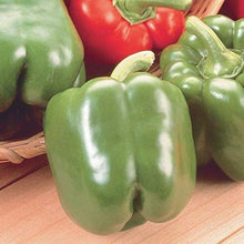 Jupiter Pepper Seeds known for 2017