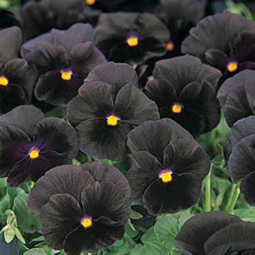Halloween II pansy flower seeds for spooky seasonal garden accents