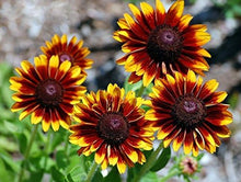 Denver Daisy Rudbeckia Perennial Seeds for reliable seasonal color