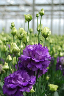 Lisianthus Eustoma Grandiflorum Purple Mix Seeds grown for backyard Bouquets