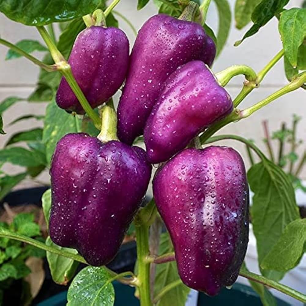 Golden Cherry Pepper Capsicum seeds for container or balcony planting