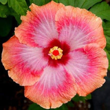 Hibiscus Moscheutos Rare Giant Orange Pink Seeds prized for backyard Bold Displays