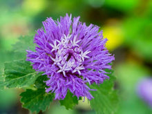 Bachelor Button High Mix Seeds for gardeners building out beds and borders