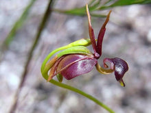 Flying Duck Orchid Seeds (Caleana major) for colorful blooms in the Orchid Garden