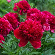Heirloom Dark Red Peony Shrub Seeds for growers seeking a long-blooming display