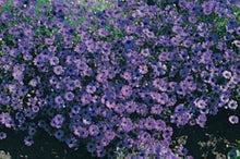 Brachycome Bravo Series Violet Black Eye Annual Seeds for growers seeking a long-blooming display