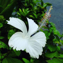 Silver White Hibiscus Seeds (Hibiscus rosa-sinensis) for a bright addition to the tropical home garden planting