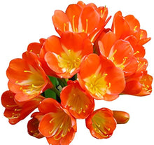 Rainbow Clivia Seeds (Clivia miniata) for a colorful addition to any planting