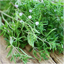 Sommer Savory Seeds (Satureja hortensis) for a bright addition to the Herb Kitchen Patch