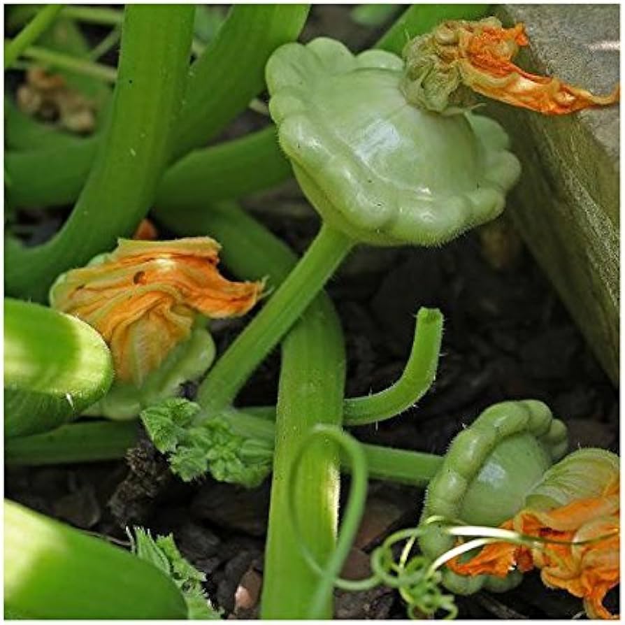 Squash Summer Velvet Bennings Green Tint Scallops Garden Vegetable Seeds