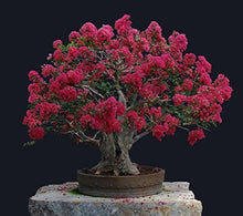 Light Green Crepe Myrtle Tree Seeds known for red Flowers, Bonsai, Home Plants