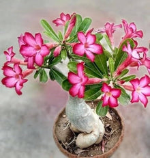 Spring Bonsai Philodendron Seeds for growers establishing the Types of Mix Flowering Plants in Courtyard Garden