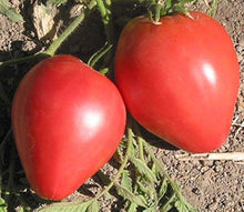 Heirloom Pink Oxheart Tomato NF Bio Seeds prized among growers for sweet, Heart-Shaped Tomatoes
