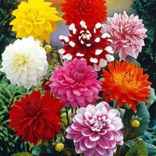 Dahlia Lustig flowers grown from seeds with full, vibrant blooms in radiant shades