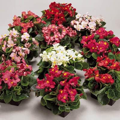 Herrlich Begonia Ambassador Mix Flower Seeds â€“ Lush, Compact Blooms in Varied Colors