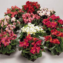 Herrlich Begonia Ambassador Mix Flower Seeds â€“ Lush, Compact Blooms in Varied Colors