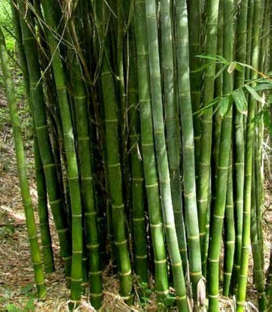 Bamboo Dendrocalamus Tree Seeds