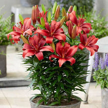 Lily Seeds for seasonal color across the Blue Garden
