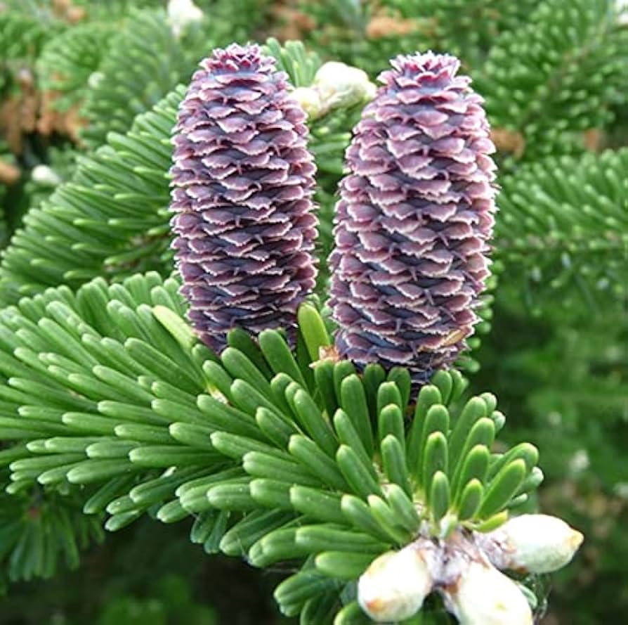 Korean Fir Tree ��������� Abies koreana ��������� for planting in yellow garden