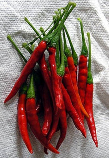 Chili Hot Seeds for home growers seeking a reliable harvest