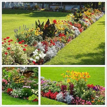 Mixed flower seeds for flower bed