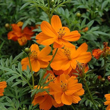 Cosmos Cosmic Orange Seeds known for annual Flowers Seeds