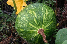 Pumpkin Seeds for a fresh homegrown crop from the Cucurbita patch fall garden